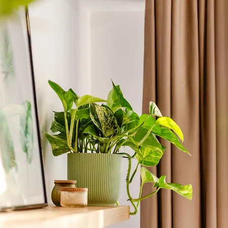 Flora - Nou, Aproape De Plaja, Retreat Pentru Cupluri, Complet Utilat * Κονστάντζα